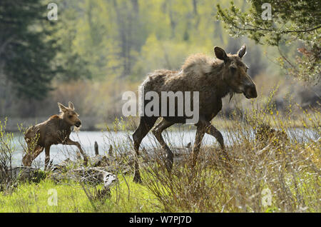 Elch (Alces alces) Mutter und Kalb. Der Grand Teton National Park, Wyoming, USA, Juni. Stockfoto