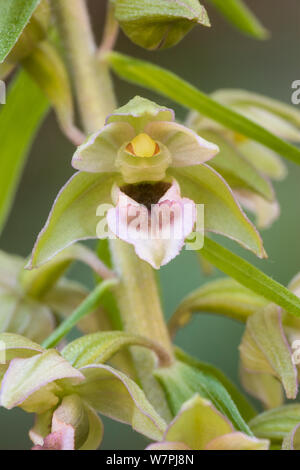 Gemeinsame helleborine Epipactis Helleborine) (in Blüte. North Wales, Juli. Stockfoto