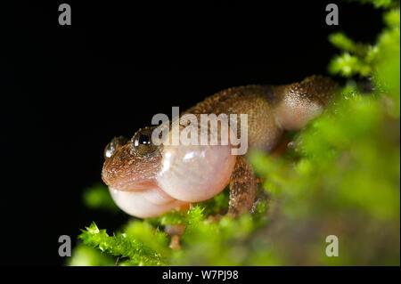 Männliche Humayun's zerknittert Frosch (Nyctibatrachus humayuni) anruft. Western Ghats, Indien, gefährdete Arten. Stockfoto