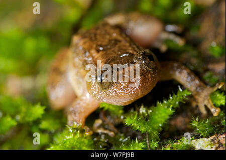 Humayun's zerknittert Frosch (Nyctibatrachus humayuni). Western Ghats, Indien. Gefährdete Arten. Stockfoto