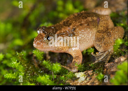 Humayun's zerknittert Frosch (Nyctibatrachus humayuni). Western Ghats, Indien. Gefährdete Arten. Stockfoto