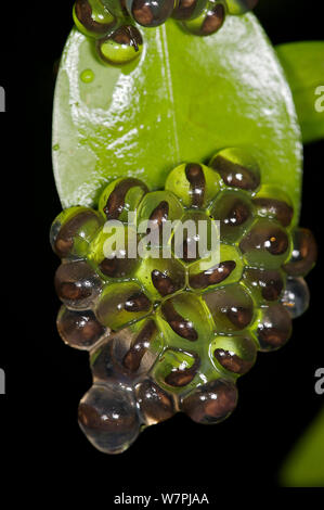 Eier von Humayun's zerknittert Frosch (Nyctibatrachus humayuni) hängen an einem Blatt über einen Fluss. Western Ghats, Indien. Gefährdete Arten Stockfoto