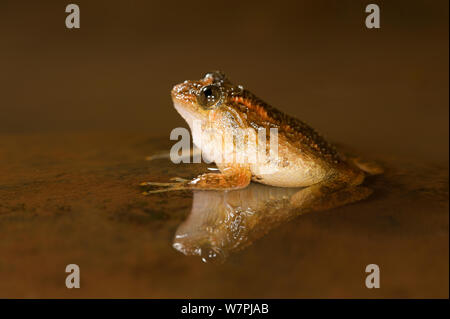 Humayun's zerknittert Frosch (Nyctibatrachus humayuni) in seichten Pfütze mit Reflexion. Western Ghats, Indien. Gefährdete Arten. Stockfoto