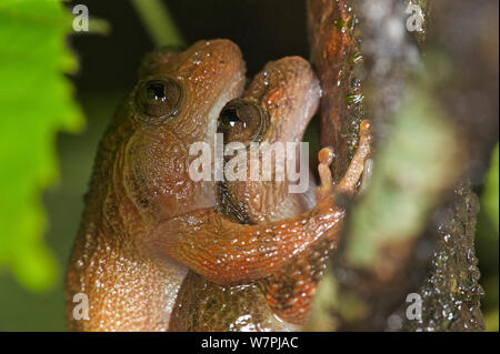 Paar Humayun's zerknittert Frosch (Nyctibatrachus humayuni) in amplexus. Western Ghats, Indien. Gefährdete Arten. Stockfoto