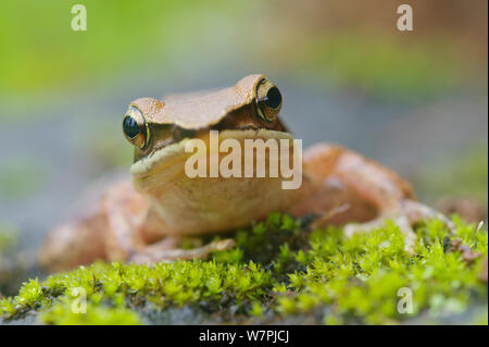 Trivandrum/Golden Frog (Hylarana aurantiaca). Western Ghats, Indien. Gefährdete Arten. Stockfoto