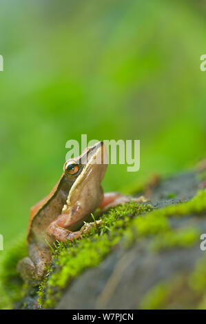 Trivandrum/Golden Frog (Hylarana aurantiaca). Western Ghats, Indien. Gefährdete Arten. Stockfoto