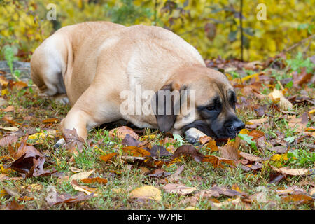Deutsch Dogge liegend im Herbst Wald; Ledyard, Connecticut, USA. Stockfoto