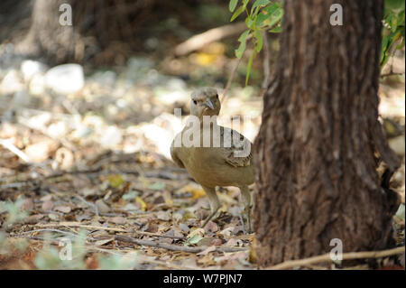 Große Bowerbird (Chlamydera nuchalis) auf dem Boden in der Nähe von bower, Windjana National Park, der Kimberly, Western Australia, Juli Stockfoto