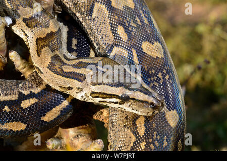 African Rock Python (Python natalensis) junge männliche, Shongweni, KwazuluNatal, Südafrika, Januar Stockfoto