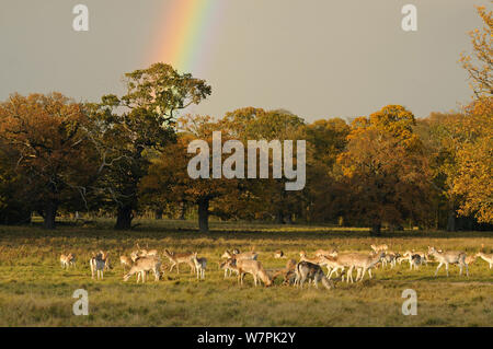 Damwild (Dama Dama) Beweidung auf Attingham Park mit Regenbogen Overhead, Shropshire, Großbritannien,November 2012 Stockfoto