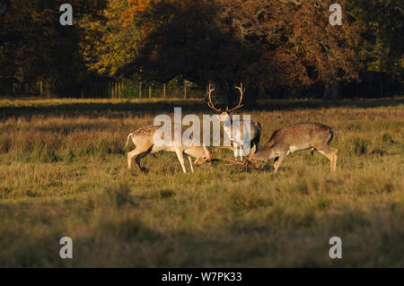 Damwild (Dama Dama) Dollars Kämpfe an Attingham Park, National Trust, Shropshire, Großbritannien,November Stockfoto