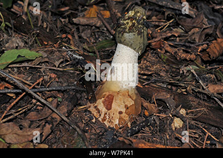 Exemplar des Gemeinen Stinkmorchels (Phallus impudicus) Pilz mit fliegt durch den Geruch angezogen, in Asche woodland, Herefordshire, UK Oktober Stockfoto