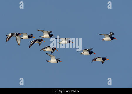 Eurasischen Austernfischer (Haematopus ostralegus) Herde in Flug entlang der Atlantikküste, Frankreich, winter Stockfoto