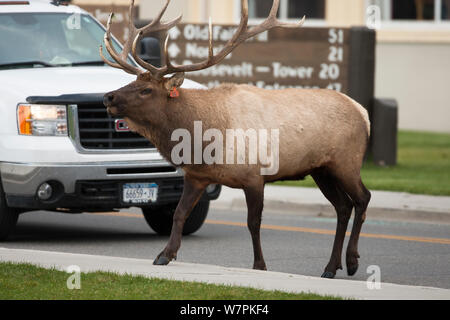 Bull Elk (Cervus canadensis) zu Fuß vor dem Auto auf der Straße, in der Nähe der Yellowstone National Park, Wyoming, USA Stockfoto