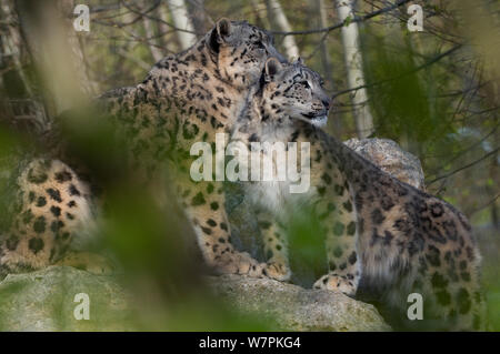 Snow Leopard (Panthera uncia) Mutter und Jungtiere, Captive Stockfoto