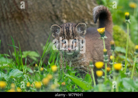 Temmincks/asiatische Goldkatze (Pardofelis temmincki) junge Kätzchen, Captive Stockfoto