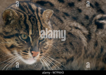 Angeln cat (Prionailurus viverrinus) unverlierbaren Stockfoto