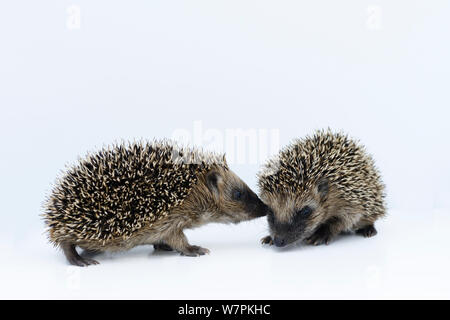 Igel (Erinaceus europaeus) jungen Waisen sniffing einander im Rescue Center, Captive Stockfoto