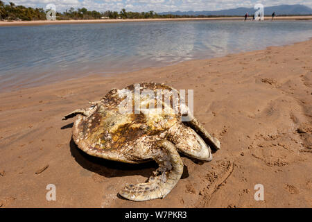Hungernde Suppenschildkröte (Chelonia mydas) bewachsen mit Algen und Seepocken. Mit dem Verlust der Seegraswiesen wegen Überschwemmungen und Cyclone Schäden, Schildkröten, Hungern alle entlang der Küste von North Queensland. Townsville, Queensland, Australien, August 2011 Stockfoto