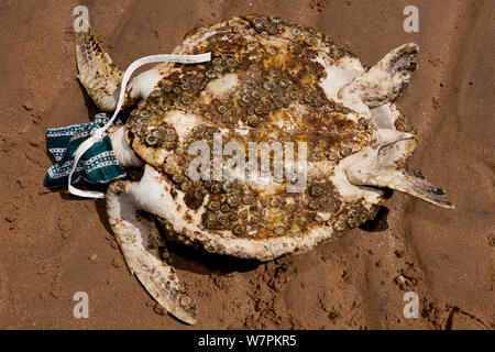 Hungernde Suppenschildkröte (Chelonia mydas) überwachsen mit Algen und Seepocken, mit Kopf bedeckt es ruhig zu halten. Mit dem Verlust der Seegraswiesen wegen Überschwemmungen und Cyclone Schäden, Schildkröten, Hungern alle entlang der Küste von North Queensland. Townsville, Queensland, Australien, August 2011 Stockfoto