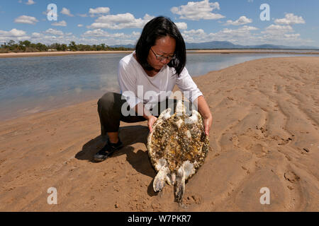 Stella Chiu Freund hält eine staving Suppenschildkröte (Chelonia mydas) bewachsen mit Algen und Seepocken. Mit dem Verlust der Seegraswiesen wegen Überschwemmungen und Cyclone Schäden, Schildkröten, Hungern alle entlang der Küste von North Queensland. Bowen, Townsville, Queensland, Australien, August 2011 Stockfoto