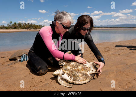 Dr. Ellen Ariel examing hungernden Suppenschildkröte (Chelonia mydas). Mit dem Verlust der Seegraswiesen wegen Überschwemmungen und Cyclone Schäden, Schildkröten, Hungern alle entlang der Küste von North Queensland. Townsville, Queensland, Australien, August 2011 Stockfoto