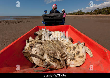 Neu gefangen Suppenschildkröten (Chelonia mydas) in der Quad Bike für die Forschungstätigkeit an Land gebracht werden platziert sind, viele in Seepocken und Algen bedeckt. Townsville, Queensland, Australien, August 2011 Stockfoto