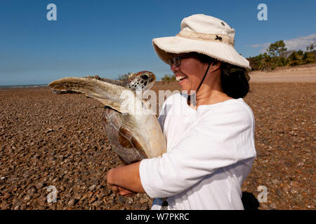 Stella Chiu Freund releases Eine gesunde Suppenschildkröte (Chelonia mydas) zurück zum Meer nach dem Sammeln von Daten von jcu Research Team durchgemacht hat. Townsville, Queensland, Australien, August 2011 Stockfoto