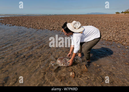 Stella Chiu Freund releases Eine gesunde Suppenschildkröte (Chelonia mydas) zurück zum Meer nach dem Sammeln von Daten von jcu Research Team durchgemacht hat. Townsville, Queensland, Australien, August 2011 Stockfoto