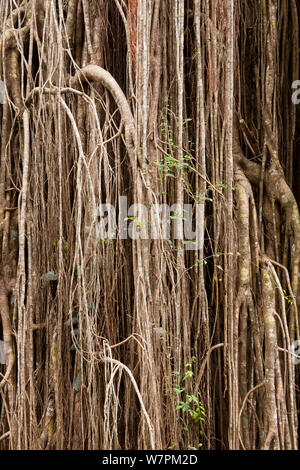 Detail des Curtain Fig Tree, eine Strangler Feigenbaum (Ficus virens) wächst an gefallenen Baum, Atherton Tableland, North Queensland, Australien Stockfoto