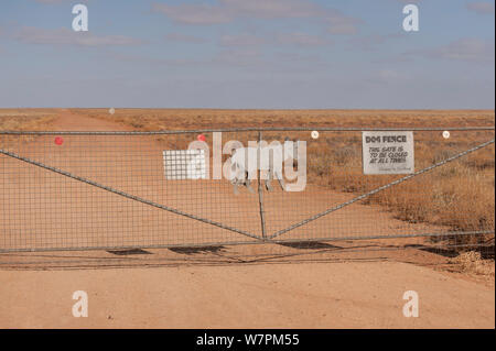 Dog Fence von aus Borefield Straße. Diese Dog Fence ist der längste Zaun jemals in der ganzen Welt erstreckt sich von Western Australia in Zentral- Australien und bis in die Queensland gebaut. Es war die wilden Dingo Hunde aus dem Norden vom Schaf im Süden zu halten. South Australia, Australien Stockfoto