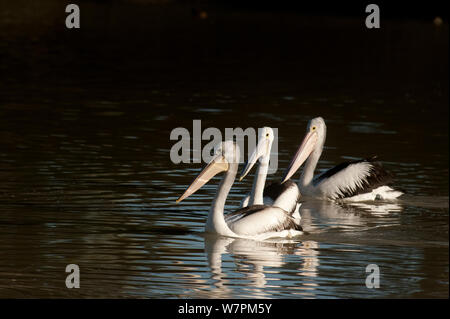 Australische Pelikanen (Pelecanus conspicillatus) Cooper Creek, South Australia, Australien Stockfoto