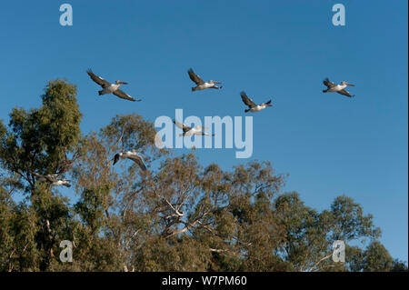 Australische Pelikanen (Pelecanus conspicillatus) Fliegen über Cooper Creek, South Australia Stockfoto