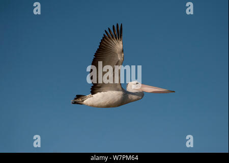 Australian Pelican (Pelecanus conspicillatus) Fliegen über Cooper Creek, South Australia Stockfoto