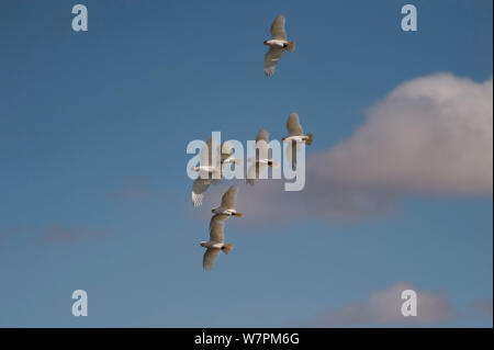 Ein Schwarm Little Corellas fliegen (cacatua Sanguinea) South Australia, Australien Stockfoto