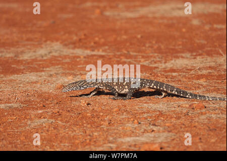 Juvenile Perentie Waran (Varanus gigantus) zu Fuß durch die Wüste, South Australia, Australien Stockfoto