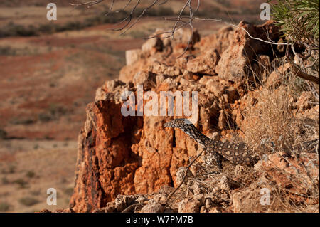 Juvenile Perentie Waran (Varanus gigantus) auf Felsen im Outback, South Australia, Australien Stockfoto