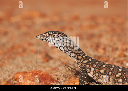 Juvenile Perentie Waran (Varanus gigantus) South Australia, Australien Stockfoto