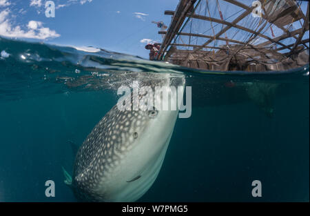 Der Walhai (Firma IPCON typus) in der Nähe von Fischen Gerät namens 'Bagan', einer stationären Auslegerboot, mit einem Netz zwischen Ausleger und starkes Licht bei Nacht zu Sardellen und scad anziehen. Die Walhaie sind von den Fischen, die in der Morgen verworfen wird, angezogen. Cenderawasih Bay, Papua, Indonesien Stockfoto