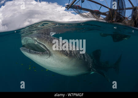 Der Walhai (Firma IPCON typus) in der Nähe von Fischen Gerät namens 'Bagan', einer stationären Auslegerboot, mit einem Netz zwischen Ausleger und starkes Licht bei Nacht zu Sardellen und scad anziehen. Die Walhaie sind von Fischen, die in der Morgen verworfen wird, angezogen. Cenderawasih Bay, Papua, Indonesien Stockfoto