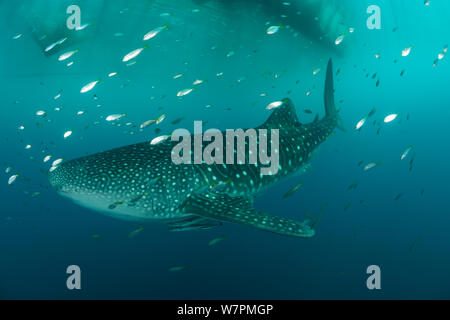 Der Walhai (Firma IPCON typus) in der Nähe von Fischen Gerät namens 'Bagan', einer stationären Auslegerboot, mit einem Netz zwischen Ausleger und starkes Licht bei Nacht zu Sardellen und scad anziehen. Die Walhaie sind von Fischen, die in der Morgen verworfen wird, angezogen. Cenderawasih Bay, Papua, Indonesien Stockfoto