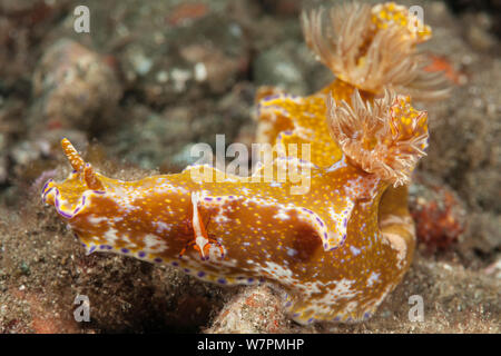 Nacktschnecken (ceratosoma Teneu) mit einem Imperator kommensalen Garnelen (periclimenes Imperator) hitchhicker Raja Ampat, West Papua, Indonesien Stockfoto