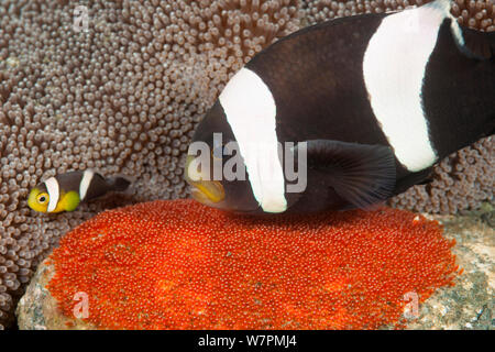 Clark (anemonenfischen Amphiprion Clarkii), um ihre Eier Raja Ampat, West Papua, Indonesien tendenziell Stockfoto