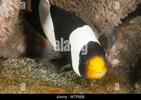 Clark (anemonenfischen Amphiprion Clarkii), um ihre Eier Raja Ampat, West Papua, Indonesien tendenziell Stockfoto