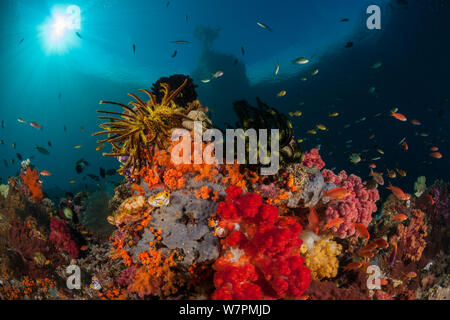 Raja Ampat Coral Reef, West Papua, Indonesien Stockfoto