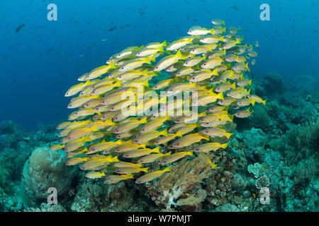 Schule gelb-gestreift Meerbarben (Mulloidichthys vanicolensis) Raja Ampat, West Papua, Indonesien Stockfoto