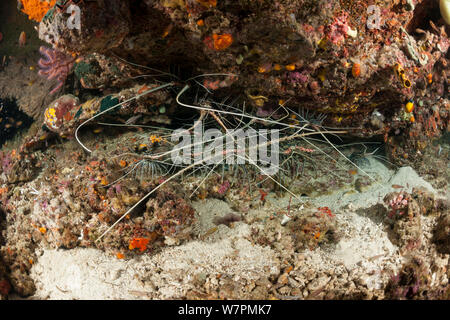 Dutzende von Langusten (Panulirus versicolor) im Loch, Raja Ampat, West Papua, Indonesien Stockfoto