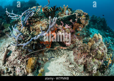 Langusten (Panulirus versicolor) versteckt sich in der Bohrung Raja Ampat, West Papua, Indonesien Stockfoto