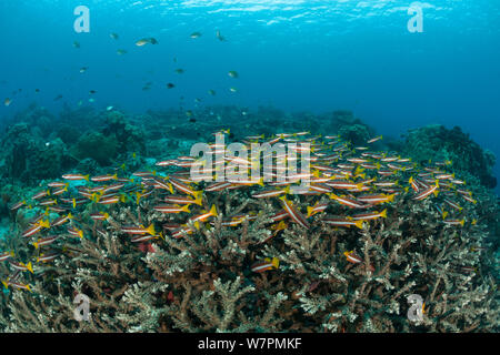 Schule Two-Spot Schnapper (Lutjanus biguttatus) im Riff, Raja Ampat, West Papua, Indonesien Stockfoto