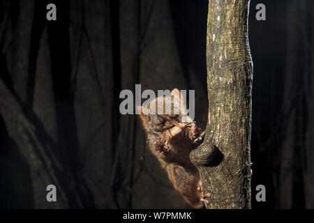 Spektrale Tarsier (Tarsius tarsier) Essen eine Heuschrecke, würgefeige Baum. Tangkoko National Park, Nord Sulawesi, Indonesien Stockfoto